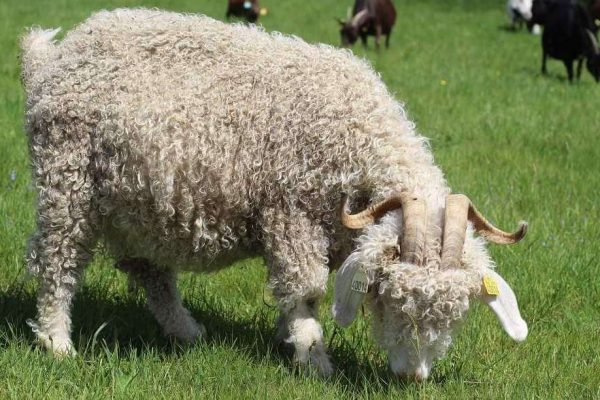 Laine Mohair des chibottes chemins de saint jacques de compostelle le puy en velay lyon cluny conques genève (3)