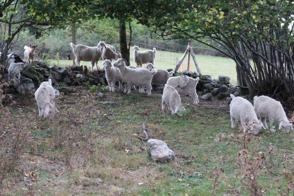 Laine Mohair des chibottes chemins de saint jacques de compostelle le puy en velay lyon cluny conques genève (5)