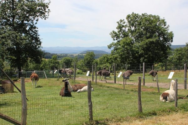 les autruches de la tortue saint julien chapteuil le puy en velay chemins de saint jacques de compostelle genève (3)